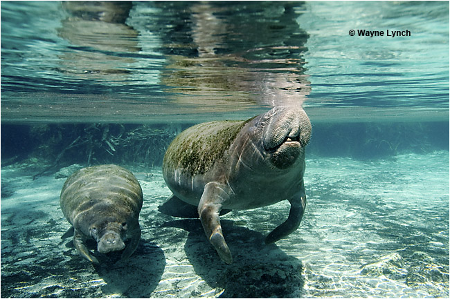 Manatee mother and calf by Dr. Wayne Lynch ©